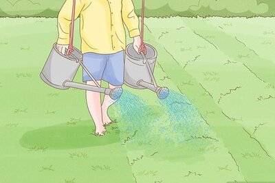 How to Start a Chicken Farm