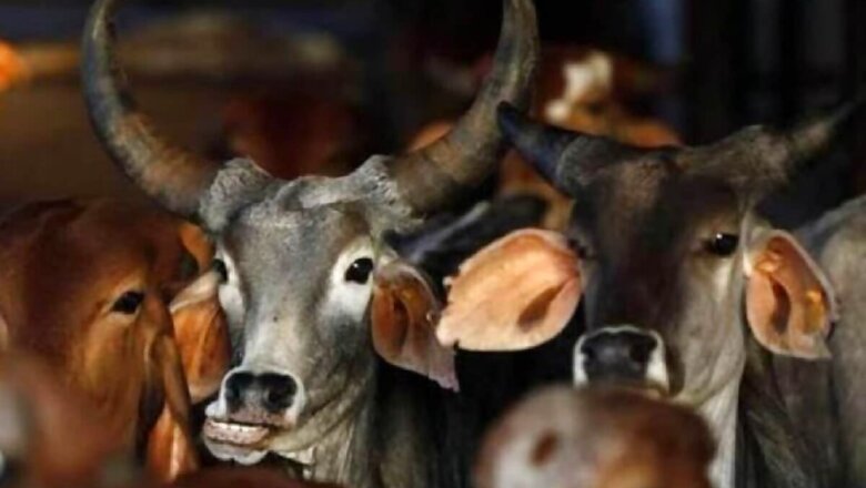 Anti-cow Slaughter Bill Passed in Karnataka Assembly Amid Din, Congress Members Walk Out