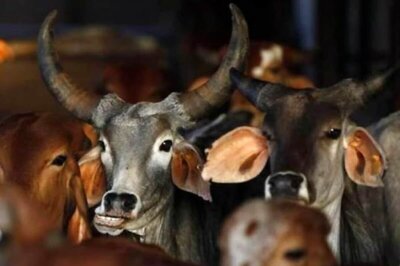 Anti-cow Slaughter Bill Passed in Karnataka Assembly Amid Din, Congress Members Walk Out