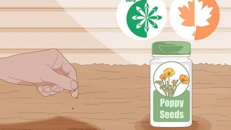 How to Grow Poppies