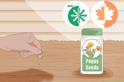How to Grow Poppies
