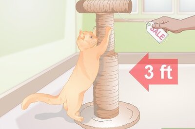 How to Find Alternatives to De Clawing Your Cat