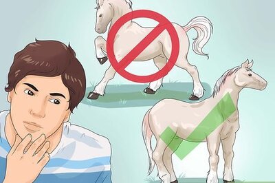 How to Approach Your Horse