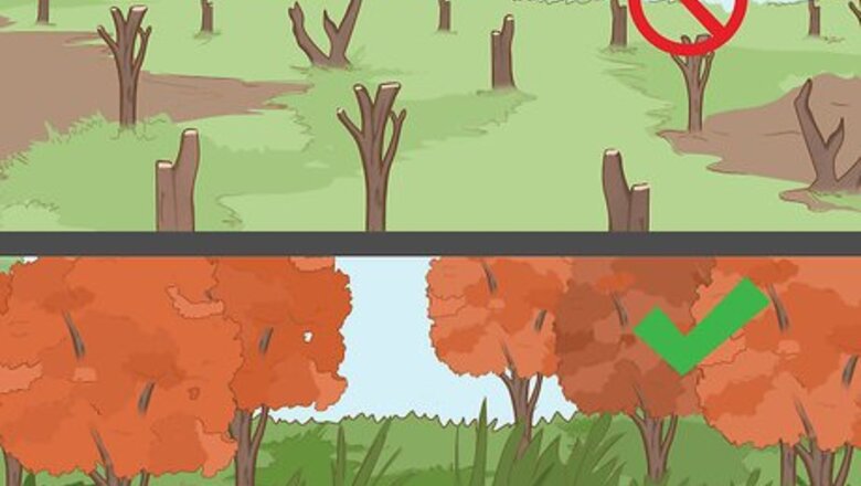 How to Attract Downy Woodpeckers