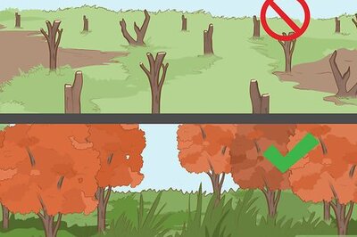 How to Attract Downy Woodpeckers