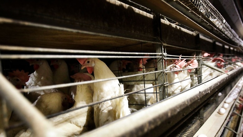 No Non-Veg in Hills on Monday: Meat Ban Imposed in Chikkamagaluru For Janmashthami