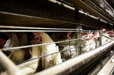 No Non-Veg in Hills on Monday: Meat Ban Imposed in Chikkamagaluru For Janmashthami