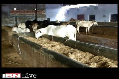 Cow shelter owner shot dead in Gurgaon