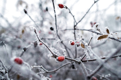 Uttarakhand Receives Season's First Snowfall on Christmas