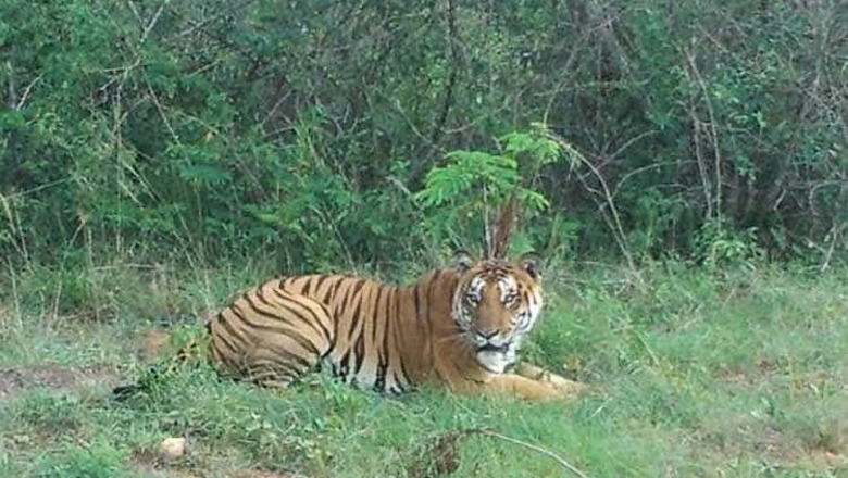 Tiger sighted on the outskirts of Bengaluru
