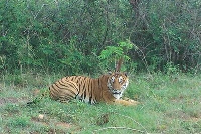 Tiger sighted on the outskirts of Bengaluru