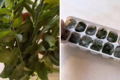 Woman Claims You Can Preserve Curry Leaves For 6 Months With This Hack