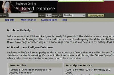 How to Research a Horse's Bloodline