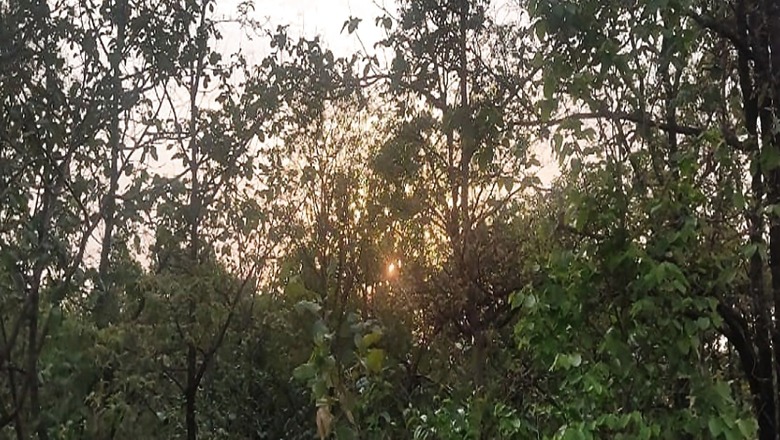 Centre to Develop 400 City Forests Across India to Increase Green Cover in Urban Areas