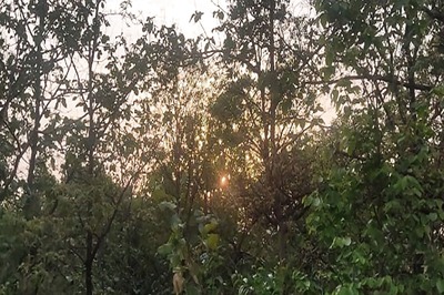 Centre to Develop 400 City Forests Across India to Increase Green Cover in Urban Areas