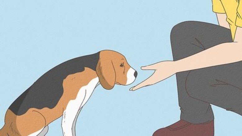 How to Prepare Your Dog for the Vet
