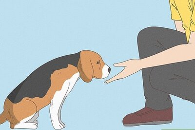 How to Prepare Your Dog for the Vet
