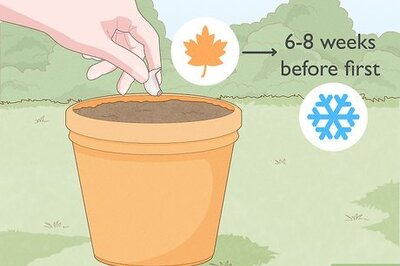 How to Plant, Grow, & Harvest Your Own Garlic at Home