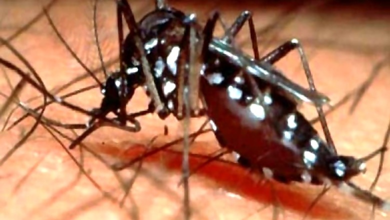 World's first malaria vaccine gets go-ahead from EU regulators