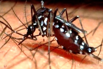 World's first malaria vaccine gets go-ahead from EU regulators