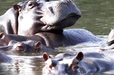 Hippos in Belgian Zoo Test Positive for Covid-19, Building Closed for Public