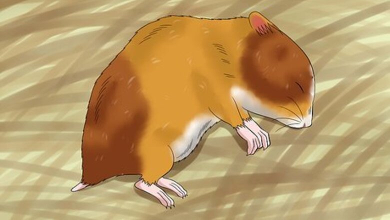How to Euthanize a Sick Hamster