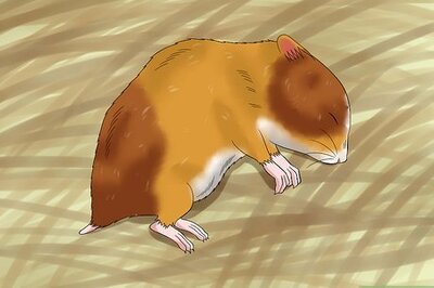 How to Euthanize a Sick Hamster
