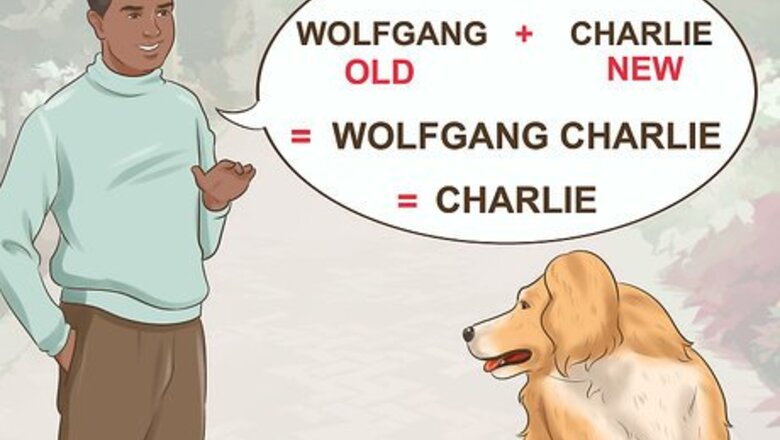 How to Train Your New Dog to Respond to a New Name