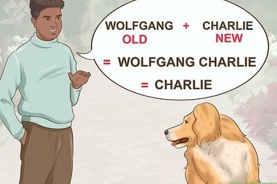 How to Train Your New Dog to Respond to a New Name