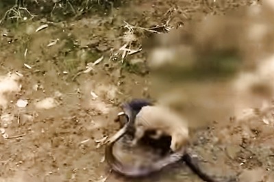 Cobra and Mongoose Battle it Out in the Fight for Life. Guess Who Won?