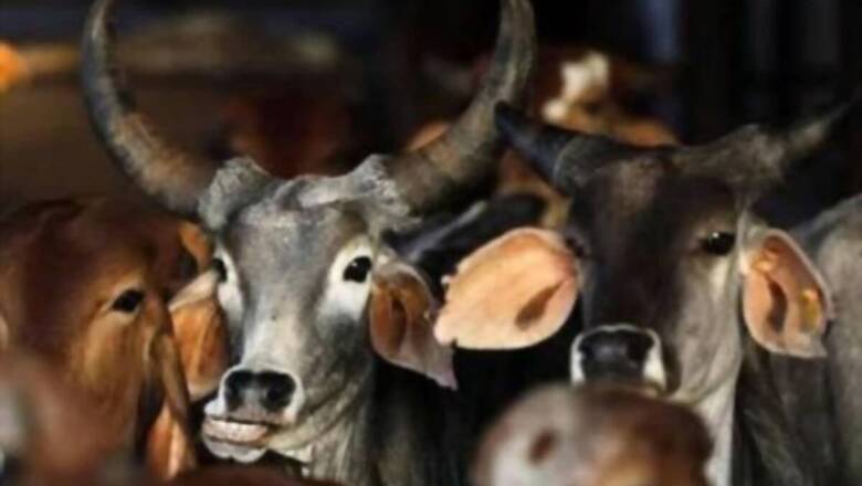 Rs 50 Fine for Animal Cruelty Archaic, Proposal to Hike Penalty Step in Right Direction