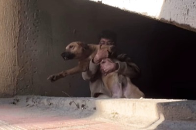 Not All Heroes Wear Capes And This Man Proved It By Rescuing A Crying Dog