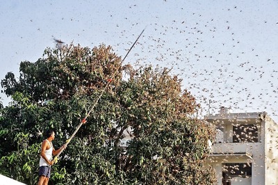 Locusts Moving Towards MP from Maharashtra, Telangana Govt Taking Precautionary Measures: Official