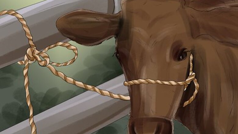 How to Clean a Cow