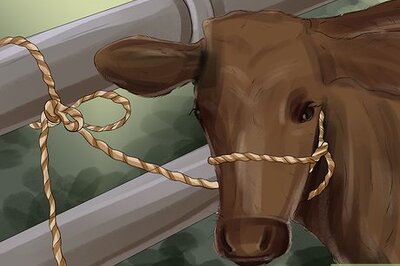 How to Clean a Cow