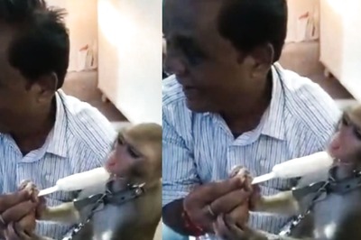 In UP's Ballia, Monkey, Sitting In Man's Lap, Enjoys Ice Cream