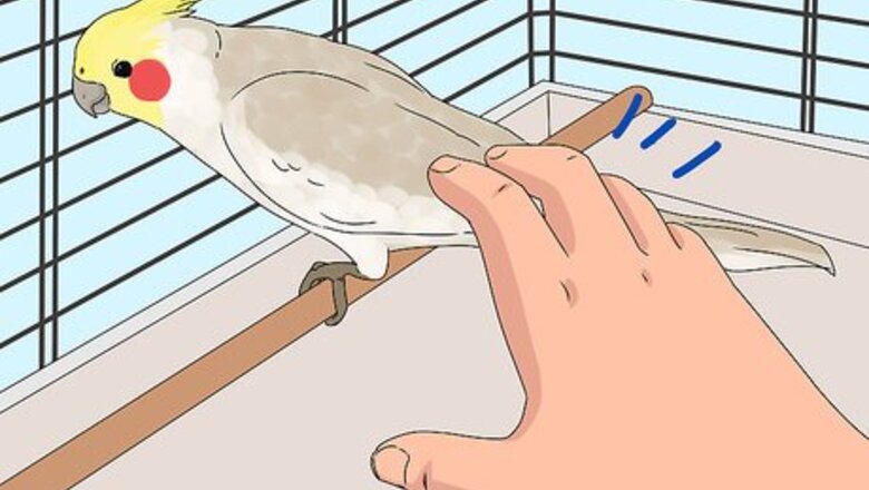 How to Treat Injured Cockatiels