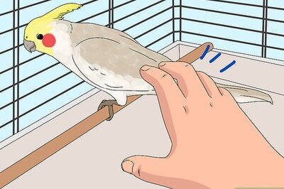 How to Treat Injured Cockatiels