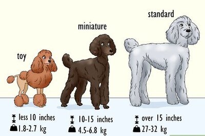 How to Identify a Poodle