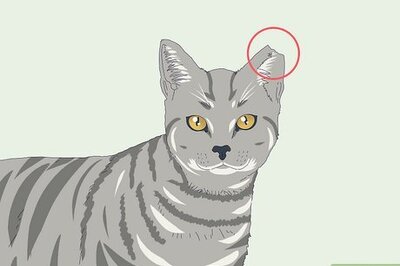 How to Tell if a Cat is Neutered