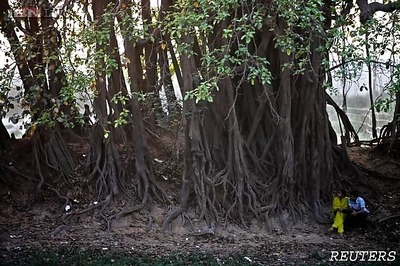 Biologists solve the mystery surrounding how plants have sex