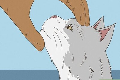 How to Give Your Cat Nose Drops