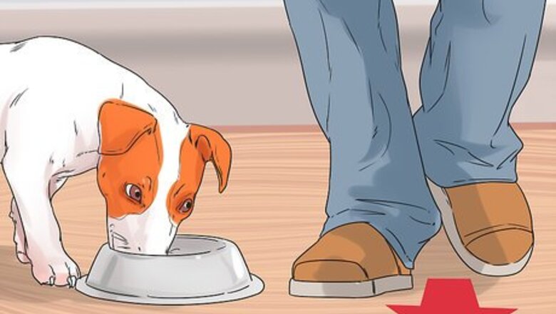 How to Get Your Dog to Stop Growling at You when Eating