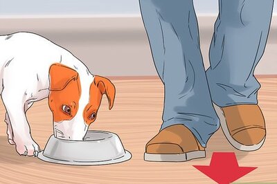 How to Get Your Dog to Stop Growling at You when Eating