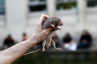 Over 3 Lakh Rodents Killed in Mantralaya in 7 Days? BJP Minister Smells a Rat