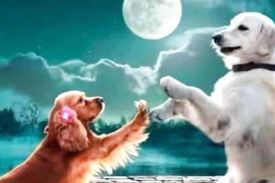 Debutant Director Devan's Experimental Movie Depicts Love Story Among Dogs