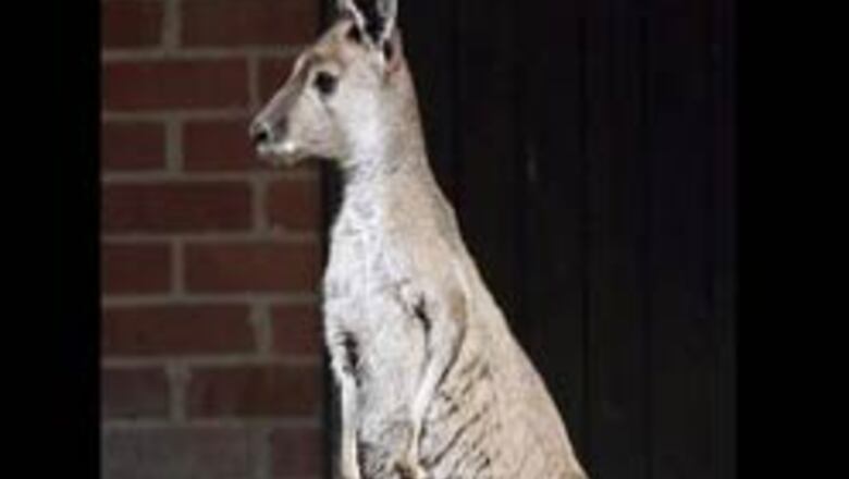 Jump at this: Kangaroos pop the pill
