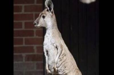 Jump at this: Kangaroos pop the pill