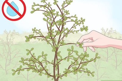 How to Make a Herbarium