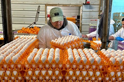 US: California Poultry Farms Grapple with Avian Flu Outbreak, Forcing Culling of Millions of Chickens
